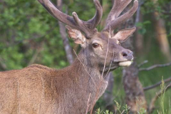 Glenfinnan-01.07.2015_059