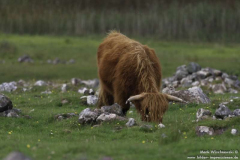 Highland-Rinder-Muh-18.08.2011_05