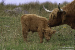Highland-Rinder-Muh-18.08.2011_12