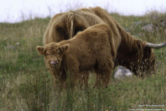 Highland-Rinder-Muh-18.08.2011_32