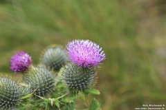 Iron-Age-Village-17.07.2014_04