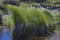 Loch-Portain-30.06.2017_004