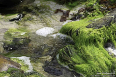 Port-Alltan-na-Bradhan-18.08.11_08