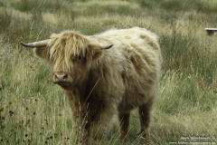 Rhitongue-A-838-24.08.2011_03