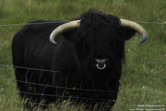 Stier-bei-Tongue-22.08.2011_07