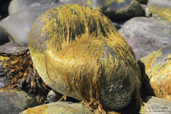 Talisker-Bay-09.07.2104_25