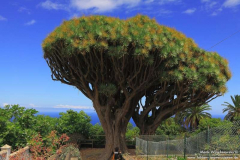 Drachenbaum-San-Isidro_003