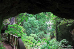 Los-Tilos-Lorbeerwald_007