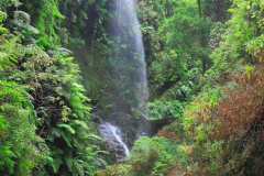 Los-Tilos-Lorbeerwald_009
