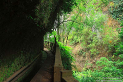 Los-Tilos-Lorbeerwald_018