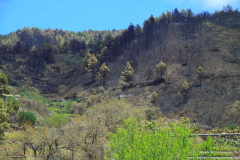 Waldbrand-Las-Manchas_005