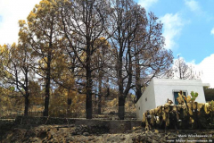 Waldbrand-Las-Manchas_014