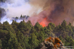 Waldbrand-bei-El-Paso-16.07.12_026