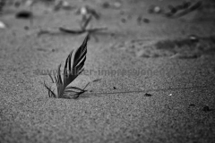 Spiekeroog-12.10.2015_043-SW