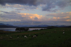 Cuckoo-Croft-24.07.2014_07