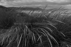 Machrihanish-Beach-17.07.2015_022