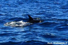Delfintour-04.08.2009_022