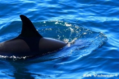 Delfintour-04.08.2009_026
