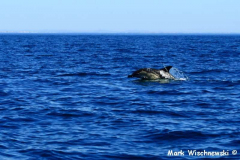 Delfintour-04.08.2009_085