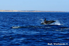 Delfintour-04.08.2009_092