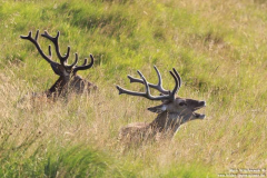 Loch-Assynt-23.07.2014_08