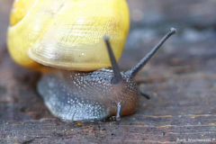 Schnecke_02