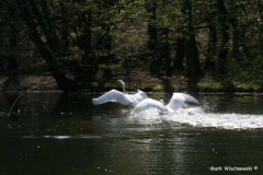 Schwan_02