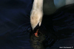Schwan_04