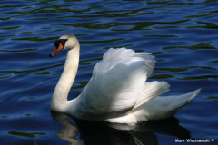 Schwan_05