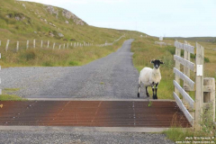 Strand-Daig-Dhal-Mor-18.7.14_008