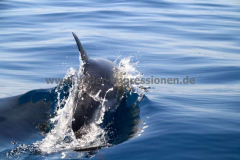 Tiere