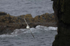 Butt-of-Lewis-16.07.2014_013
