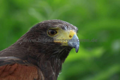 Calanish-Greifvoegel-13.07.2014_12