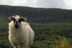 Cloonee-Loch-30.07.2013_015