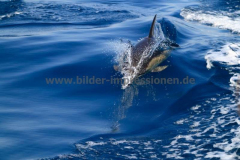 Delfintour-31.07.2010_019