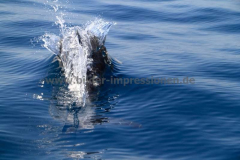 Delfintour-31.07.2010_024