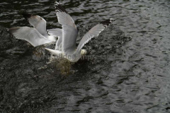 Den-Helder-18.05.2013_21Testbild