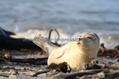 Helgoland-Lucas-01.11.2011_053