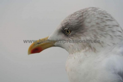 Helgoland-Lucas-31.10.2011_069