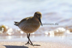 Strand-Port-Handerson-22.07.14_21