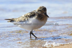 Strand-Port-Handerson-22.07.14_27