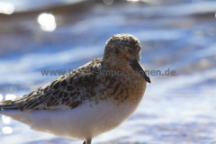 Strand-Port-Handerson-22.07.14_31