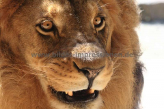 Zoo-Wuppertal-13.08.201238