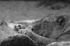 Zoo-Wuppertal-13.08.201254