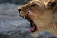 Zoo-Wuppertal-13.08.201259
