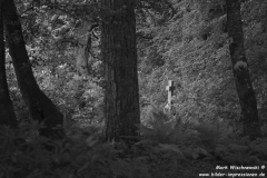 Saddell-Abbey-13.07.2015_047