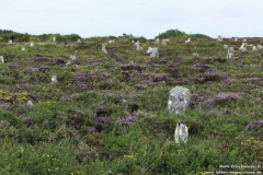 Hill-o-Many-Stane-29.08.2011_05